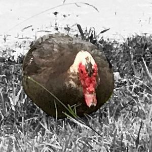 Meet your Posher, Barbara